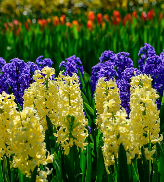Hyacinth Fat Tuesday