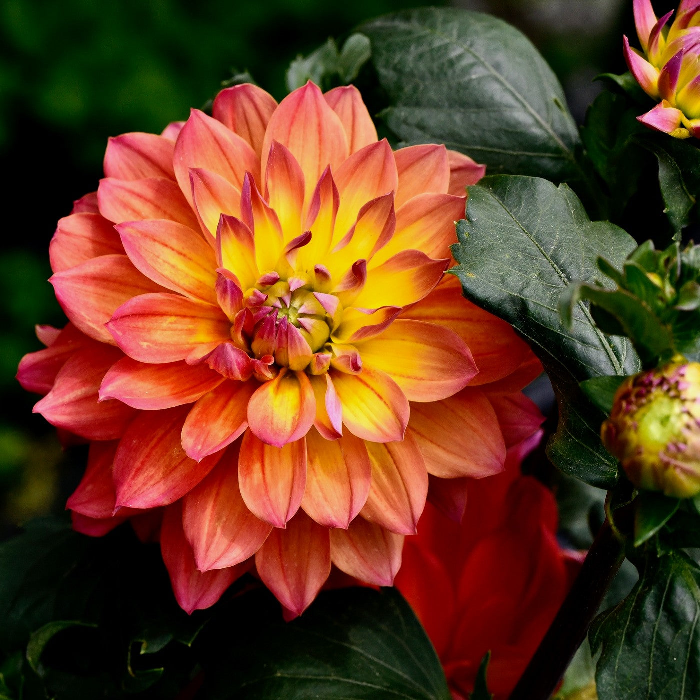 Dahlia Decorative Firepot
