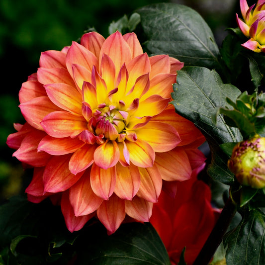 Dahlia Decorative Firepot