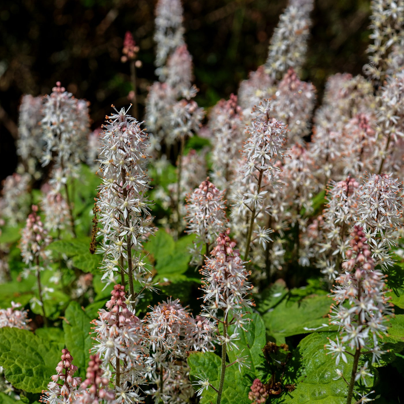 Foamflower - Tiarella cordifolia