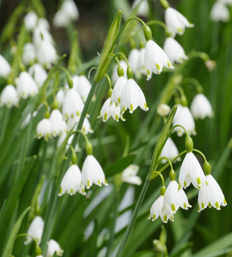 Giant Snowdrops