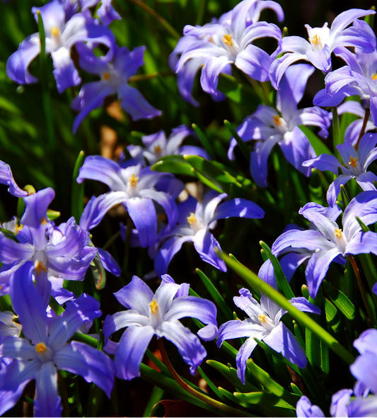 Glory of the Snow 'Blue Giant'