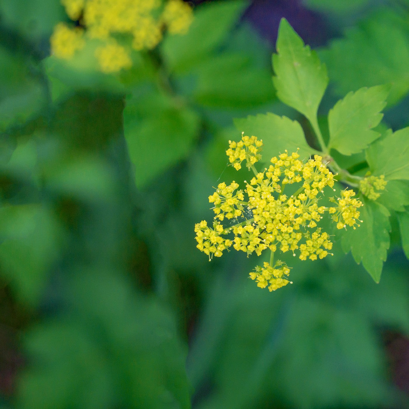 Golden Alexanders Seeds (Zizia aurea)