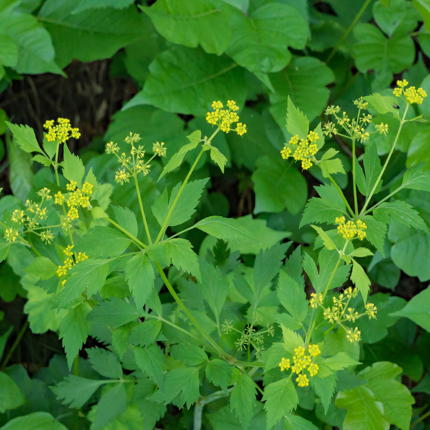 Golden Alexanders Seeds (Zizia aurea)