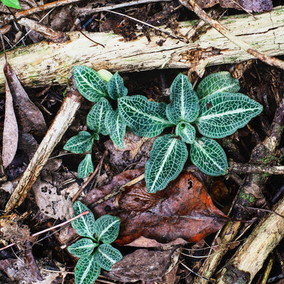 snake tail plantain plant Goodyera pubescens 'Rattlesnake Plantain' – Vermont Wildflower Farm