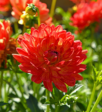 Dahlia Decorative Graceland