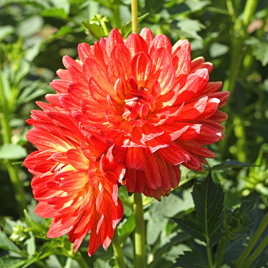 Dahlia Decorative Graceland