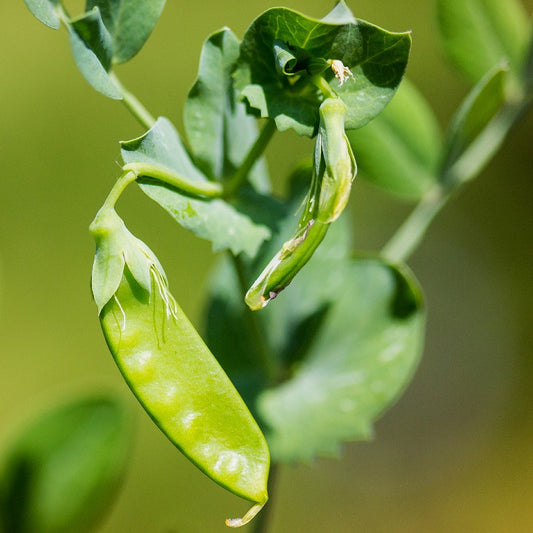 HERITAGE Pea - Dwarf Gray  Sugar Seeds