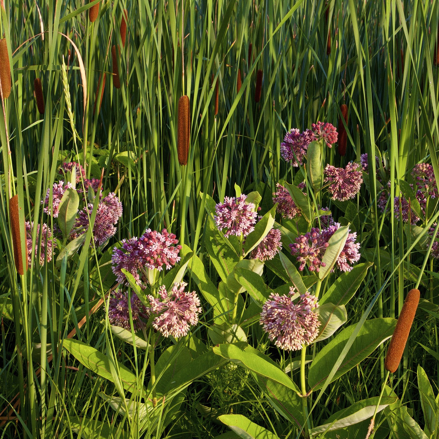 Milkweed Common Seeds (Asclepias syriaca)