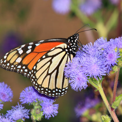 Mistflower Seeds (Eupatorium coelestinum)