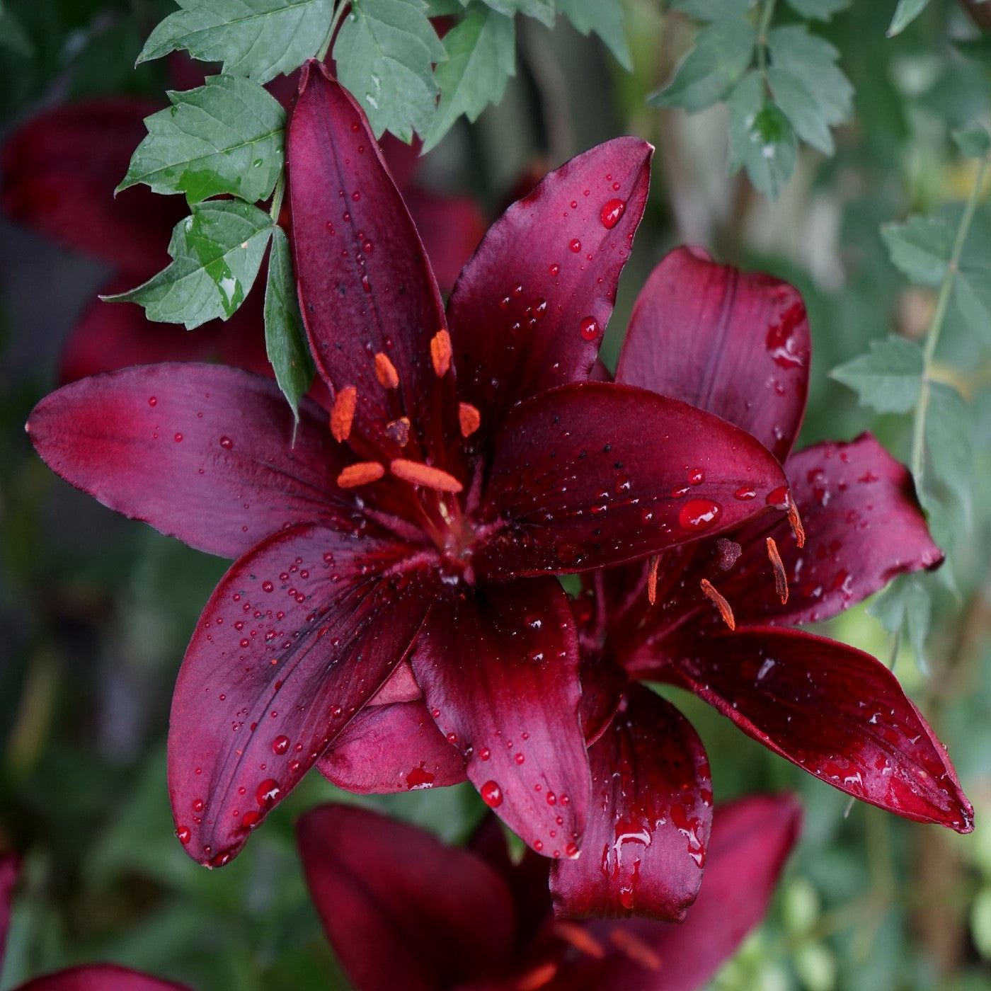 Asiatic Lily Landini