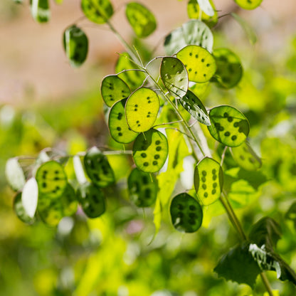money plant seed packets Money Plant Seeds (Lunaria biennis) – Vermont Wildflower Farm