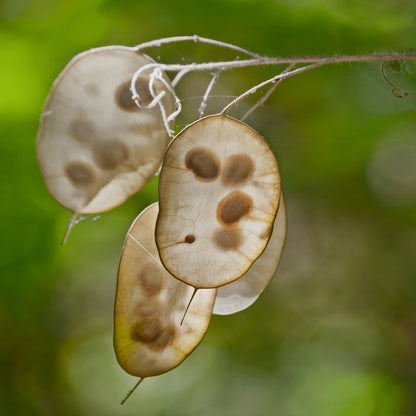 plants with large seed pods Money Plant Seeds (Lunaria biennis) – Vermont Wildflower Farm