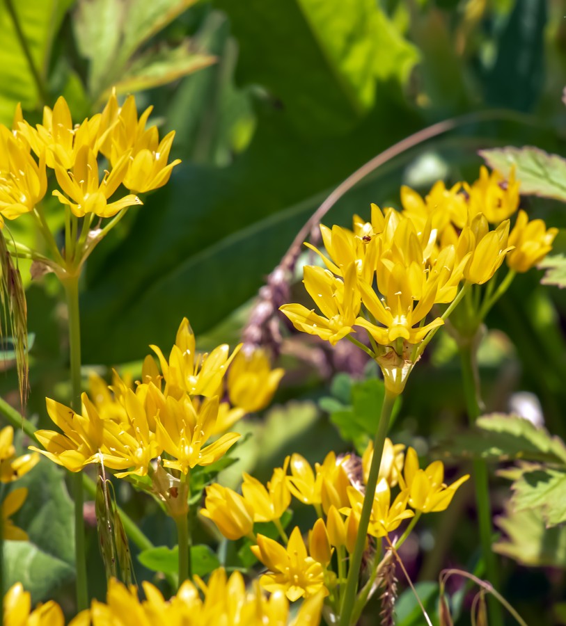 Allium moly Sunny Twinkles