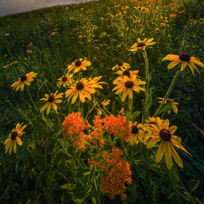 partial sun wildflower seeds Native Partial Shade Wildflower Seed Mix – Vermont Wildflower Farm