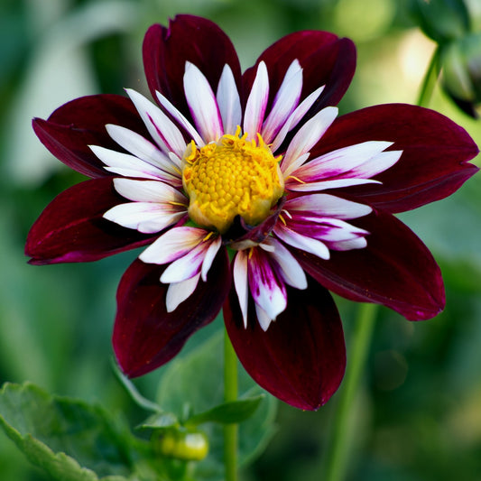Dahlia Anemone Flowering Night Butterfly