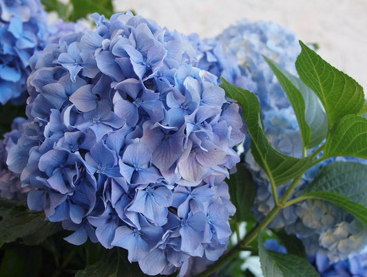 Hydrangea Nikko Blue