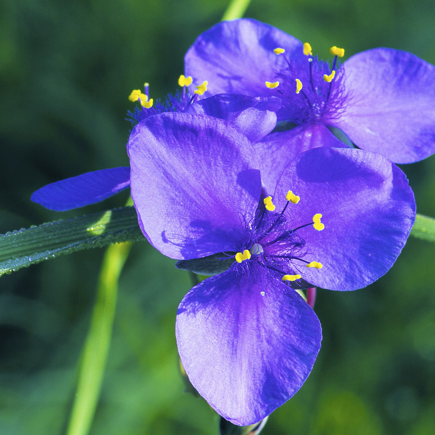 spider wort plant Ohio Spiderwort Seeds (Tradescantia ohiensis) – Vermont Wildflower Farm