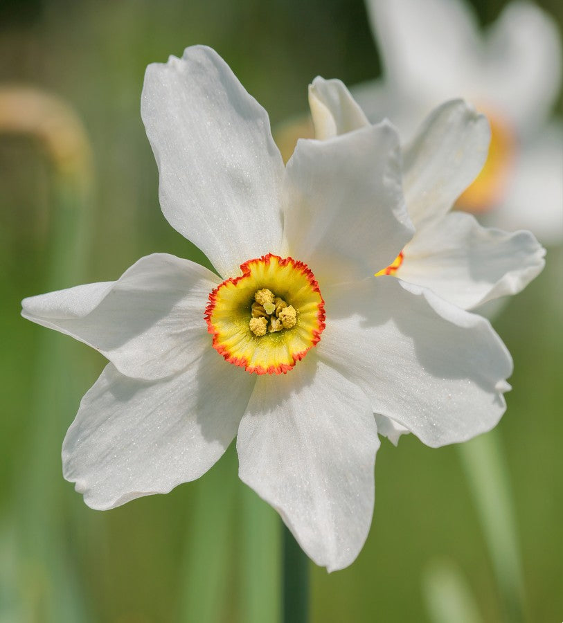 Daffodil Original Poet's