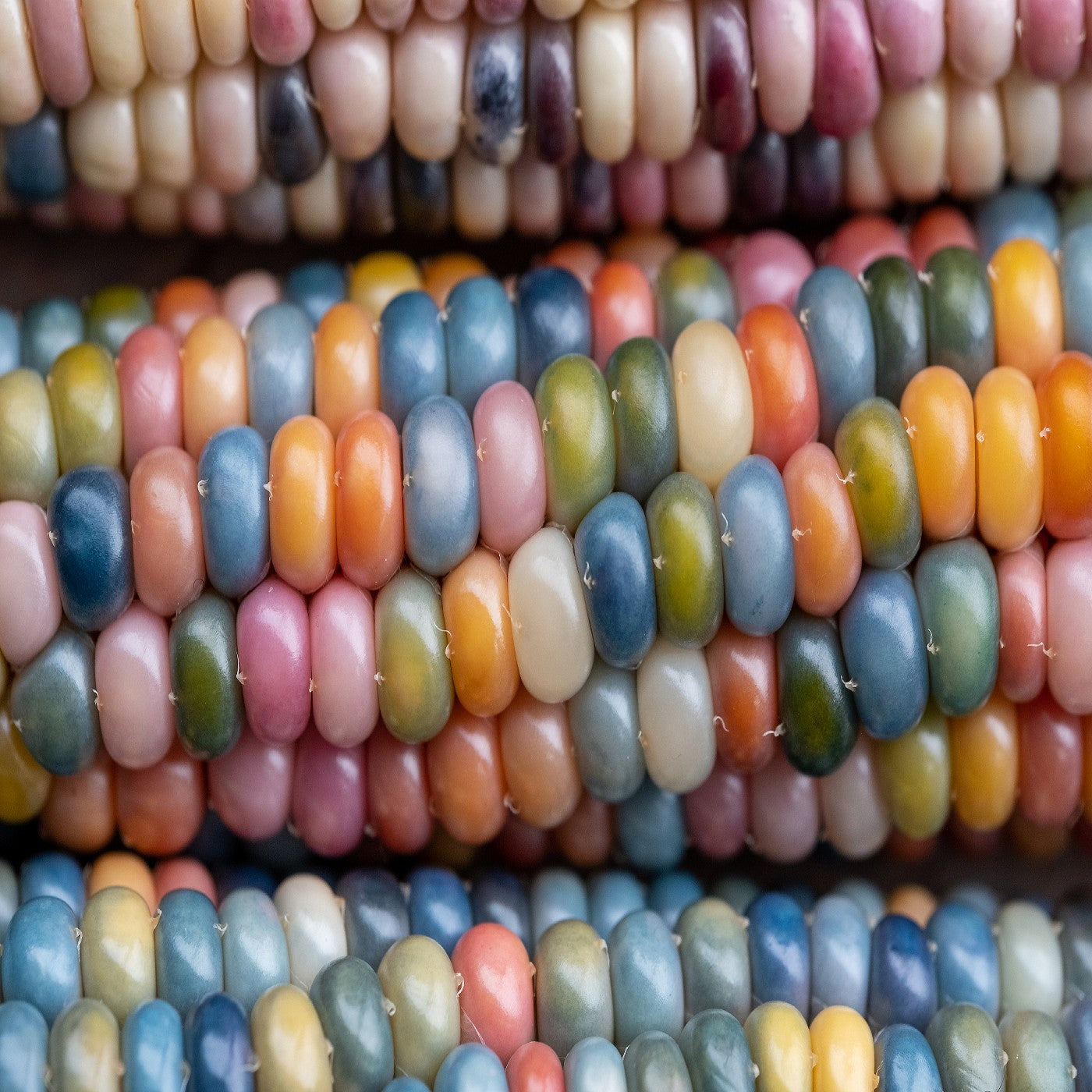 Glass Gem Ornamental Indian Corn Seeds - Organic, Heirloom, Rainbow Color - 2025 Pack