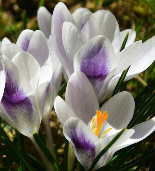 Crocus Prince Claus