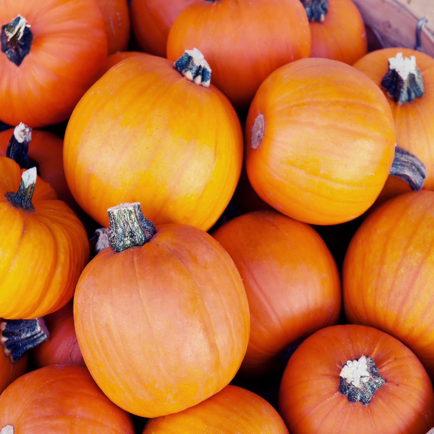 Pumpkin Small Sugar Pie Seeds