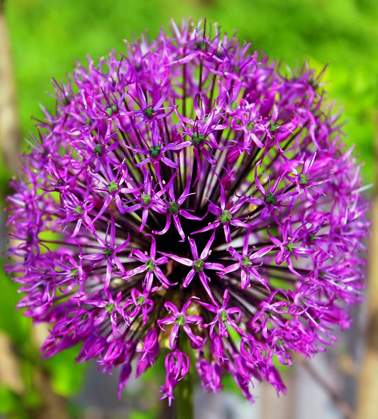 Allium Purple Suze