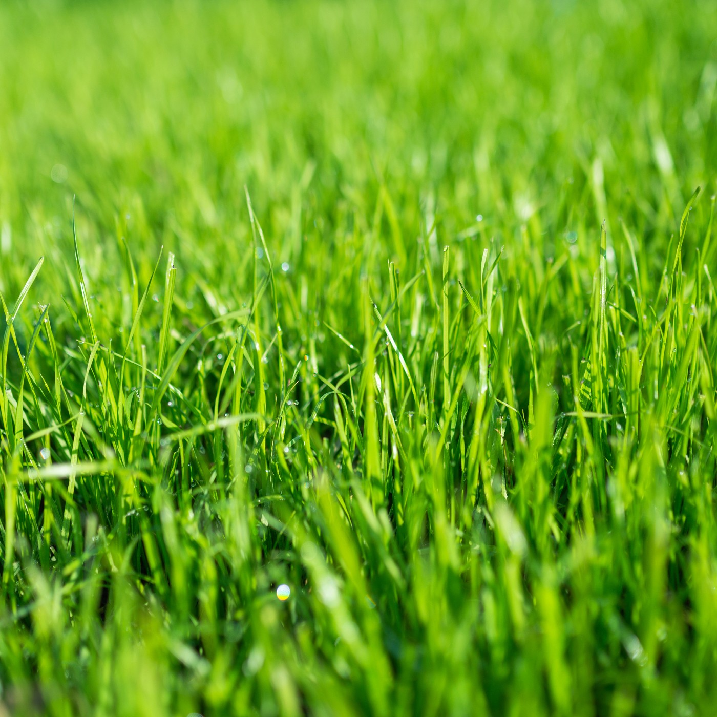 Annual Ryegrass Seeds (Lolium multiflorum)