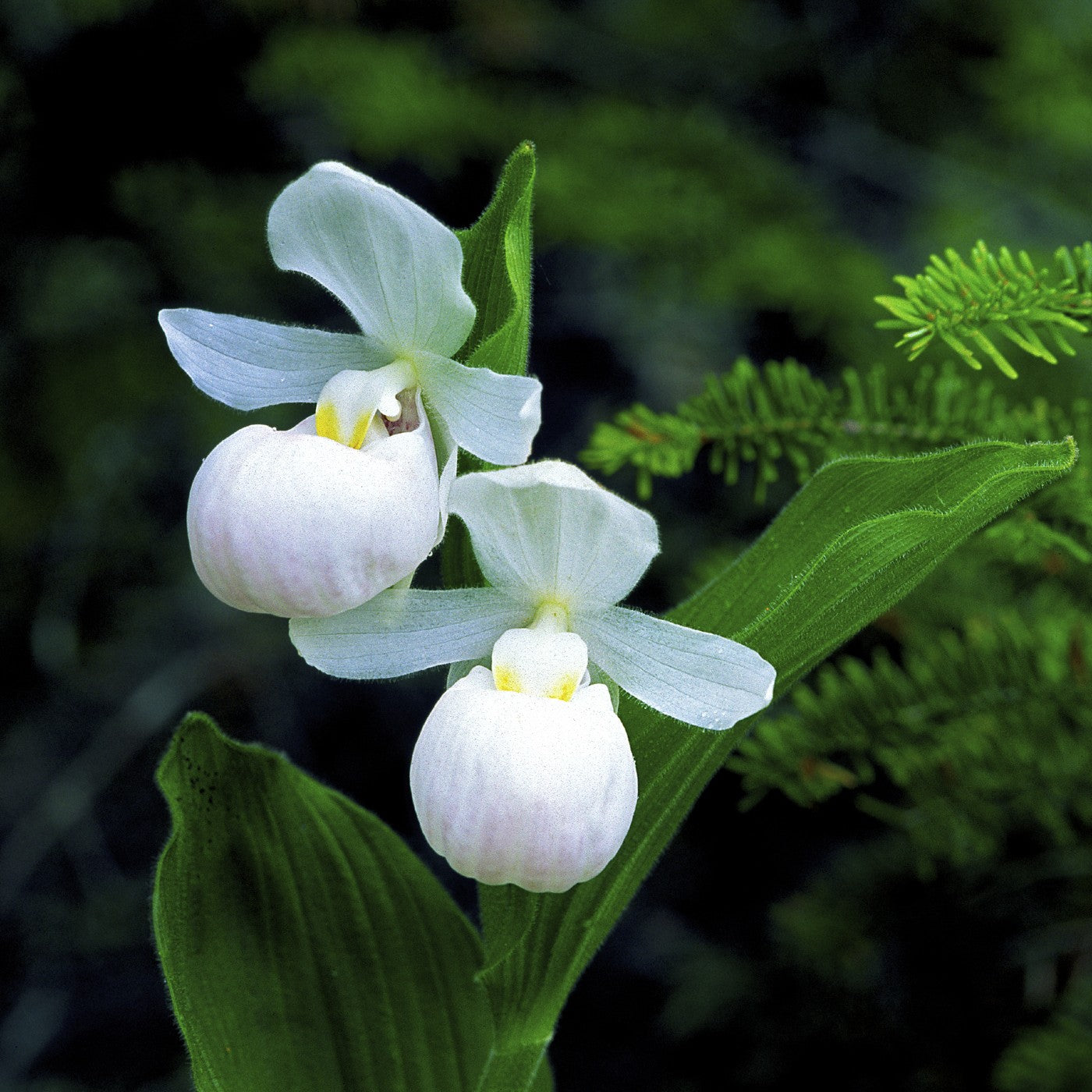 Lady Slipper Plant 'Showy White'