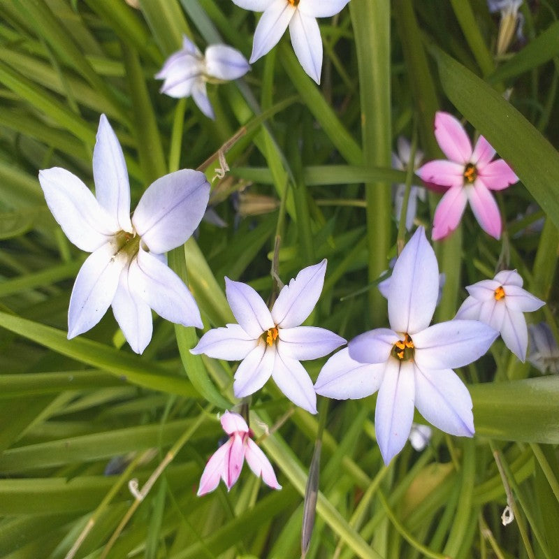 Starflower Mix