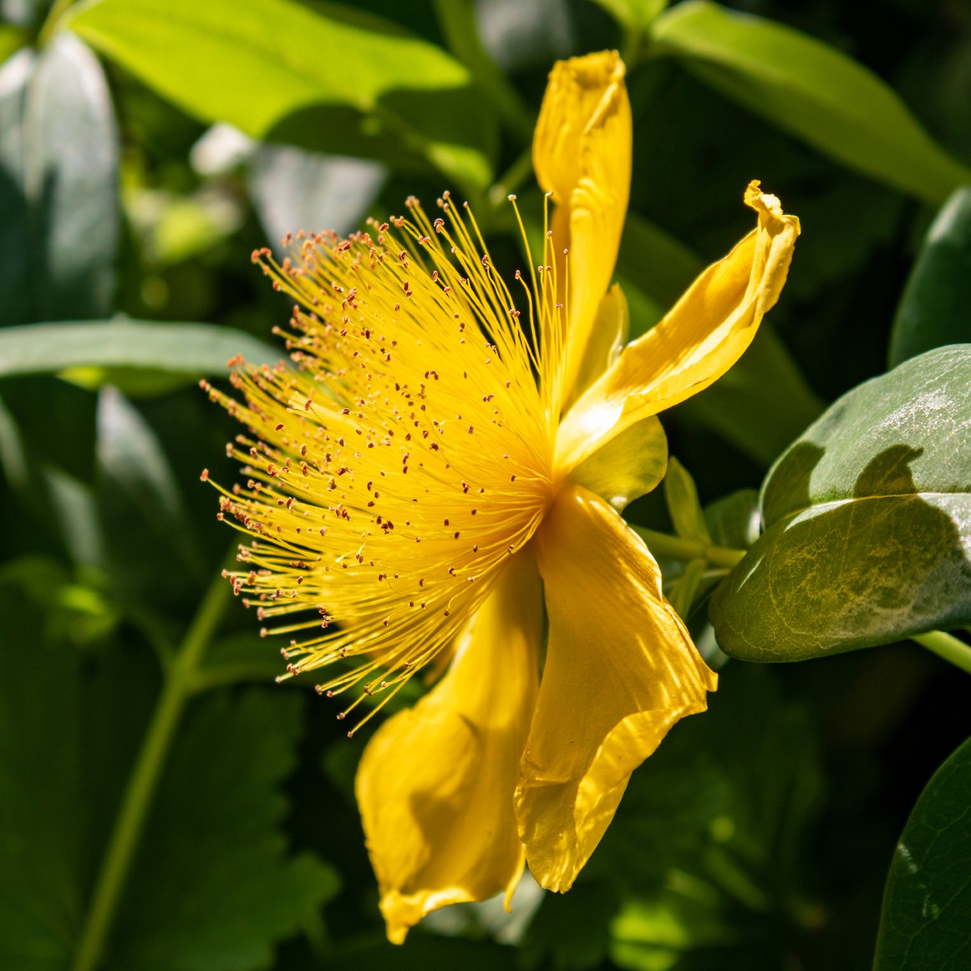 Great St. John's Wort Seeds (Hypericum pyramidatum)