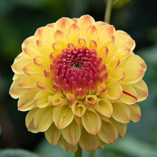 Dahlia Decorative Sunny Boy