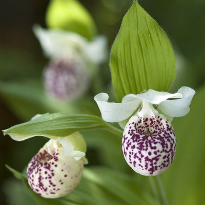 Lady Slipper 'Ulla S.'