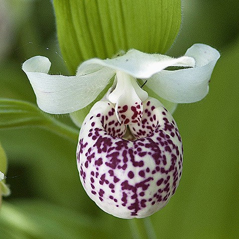 Lady Slipper 'Ulla S.'