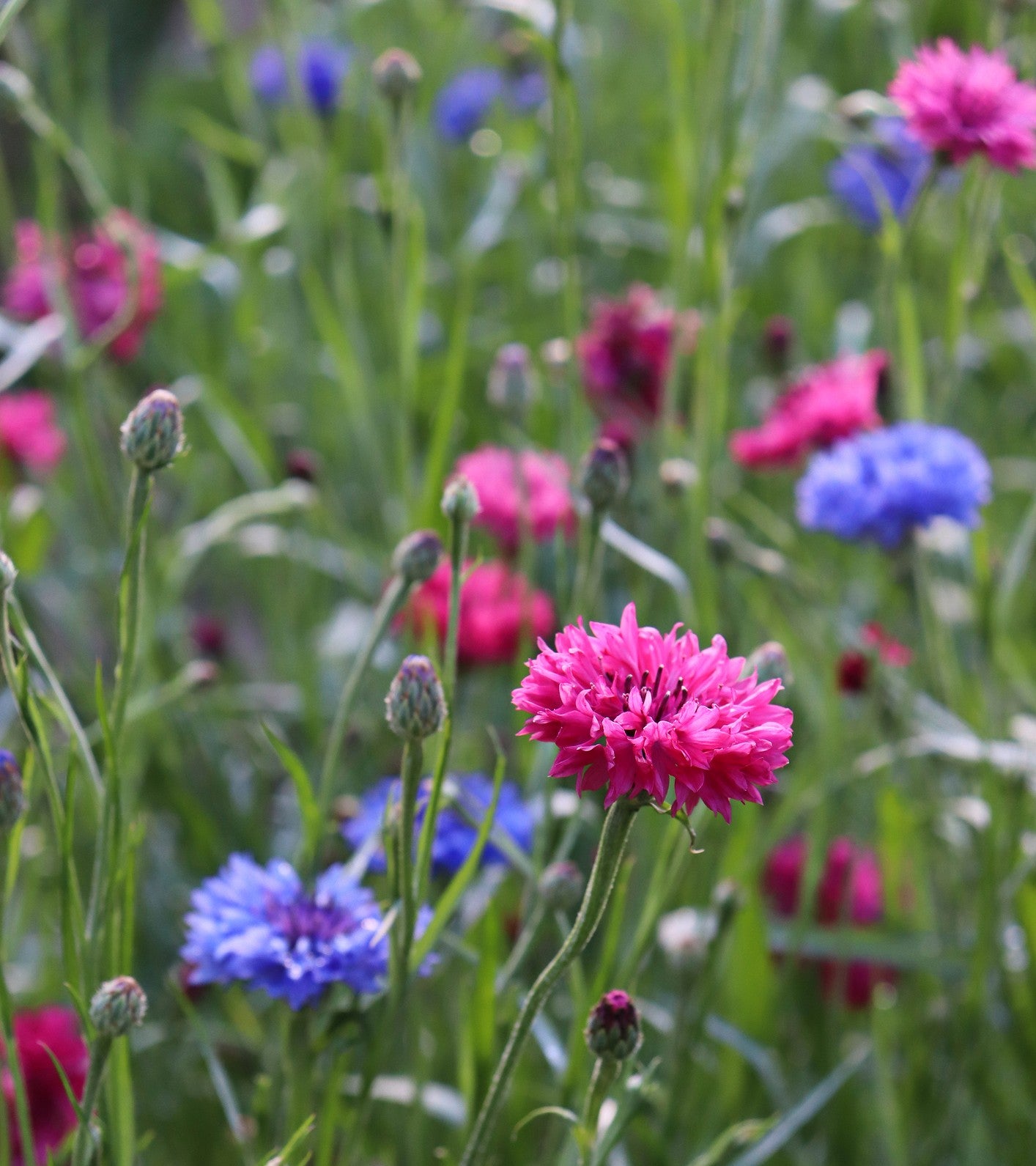 Bachelors Buttons Flower Garden Seeds - Mixed Colors - 1 Oz - Annual Bloom  Gardening Blend - Centaurea cyanus 