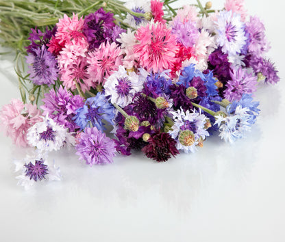 Cloud Pink / Florentiner Flower, It is a Dried Flower of Cornflower With a  Unique Shape Like a Flower. DYI Floral Arrangements. 