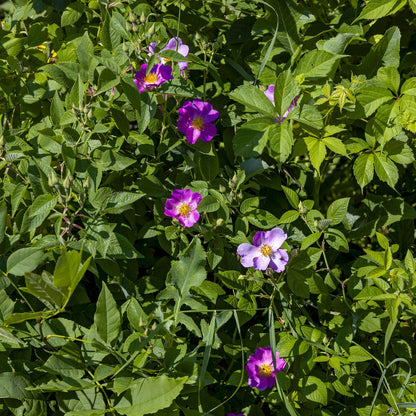 ohol wild rose seed Early Wild Rose Seeds (Rosa blanda)