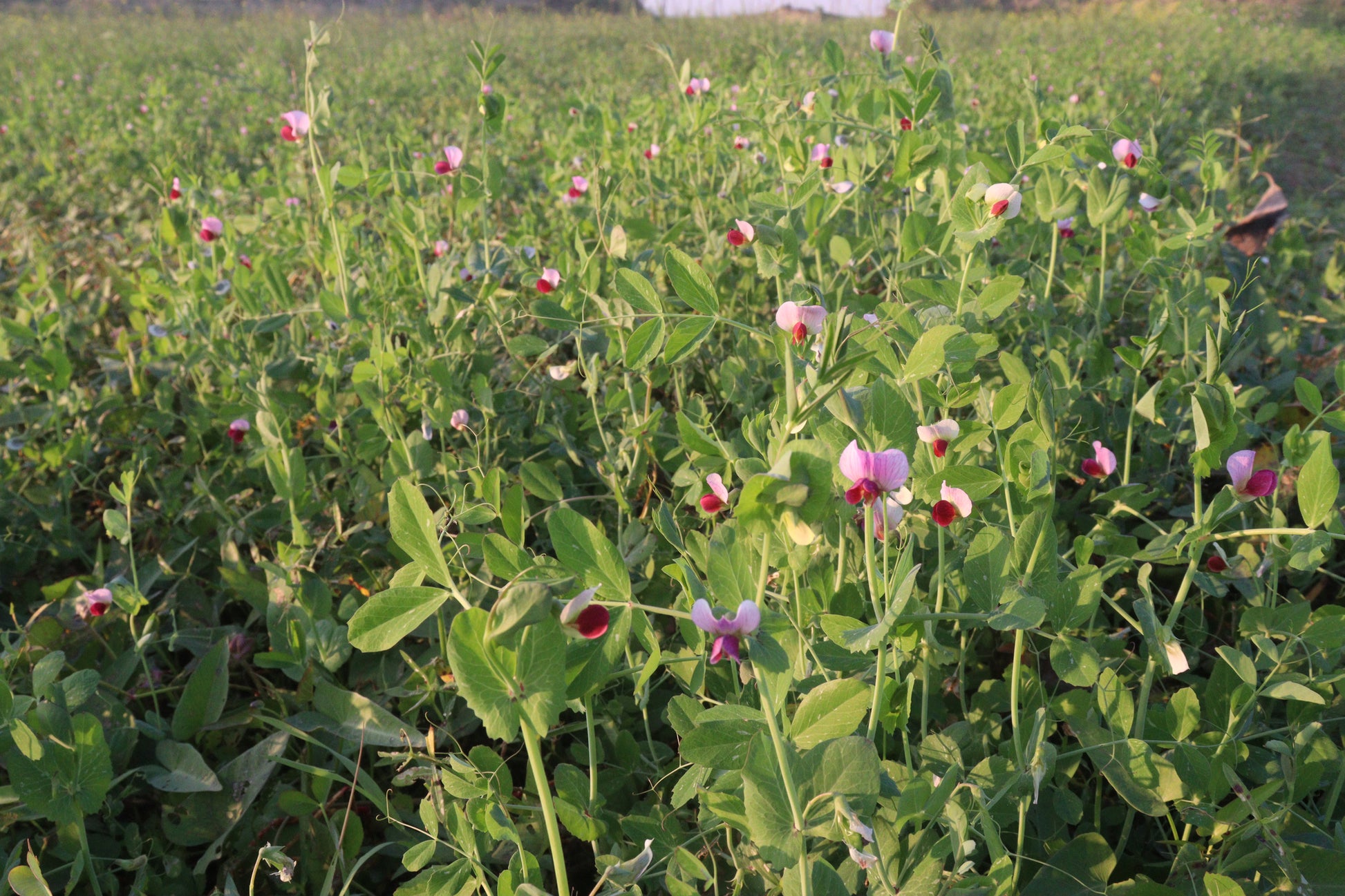 planting wildflower seeds in winter Annual Cover Crop Seed Mix – Vermont Wildflower Farm