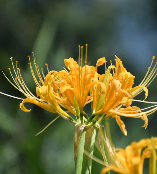 Yellow Surprise Lily