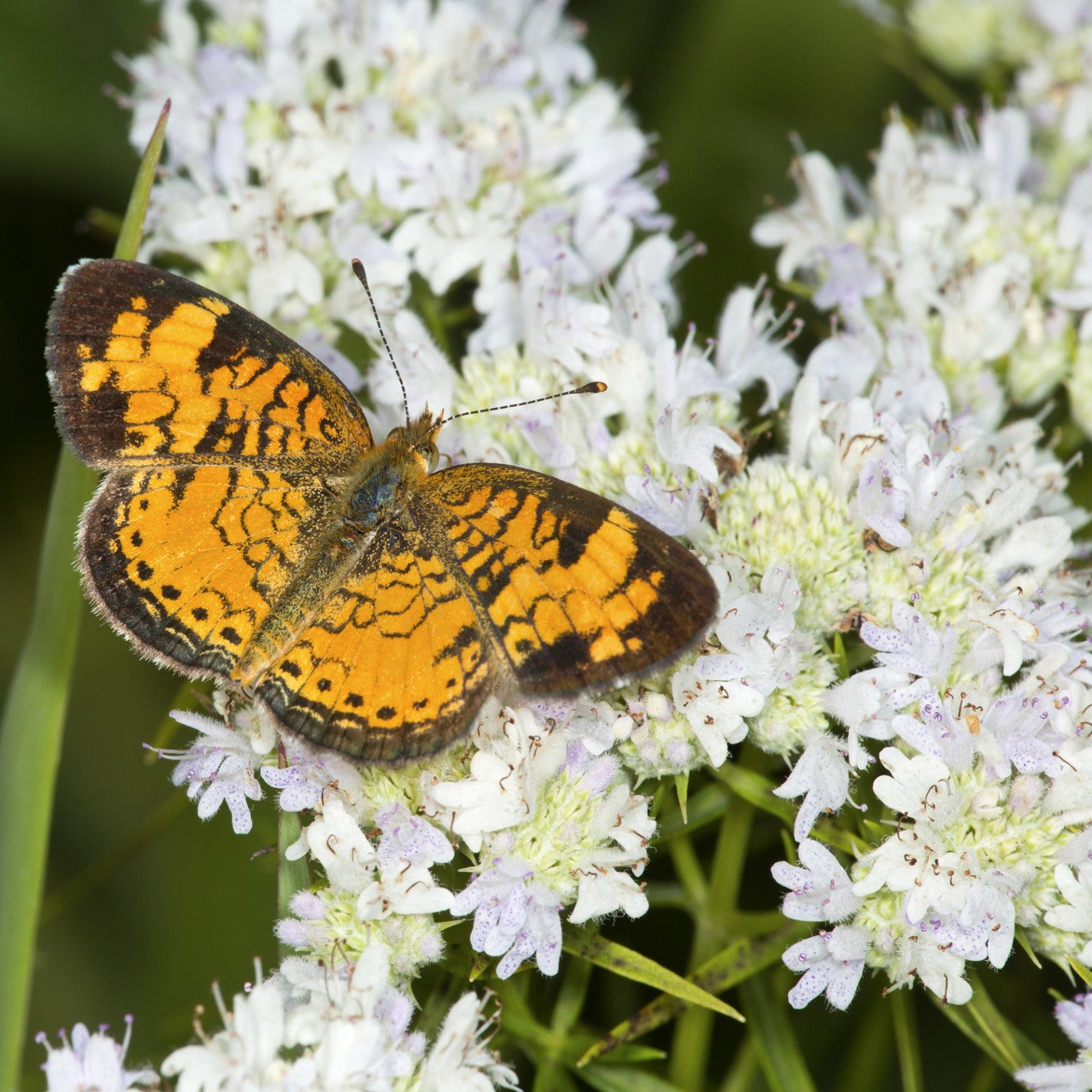 Narrowleaf Mountainmint Seeds (Pycnanthemum tenuifolium)