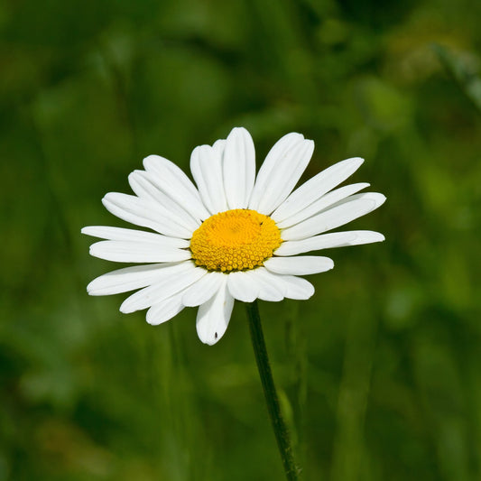 Daisy Ox Eye Seeds (Chrysanthemum leucanthemum)