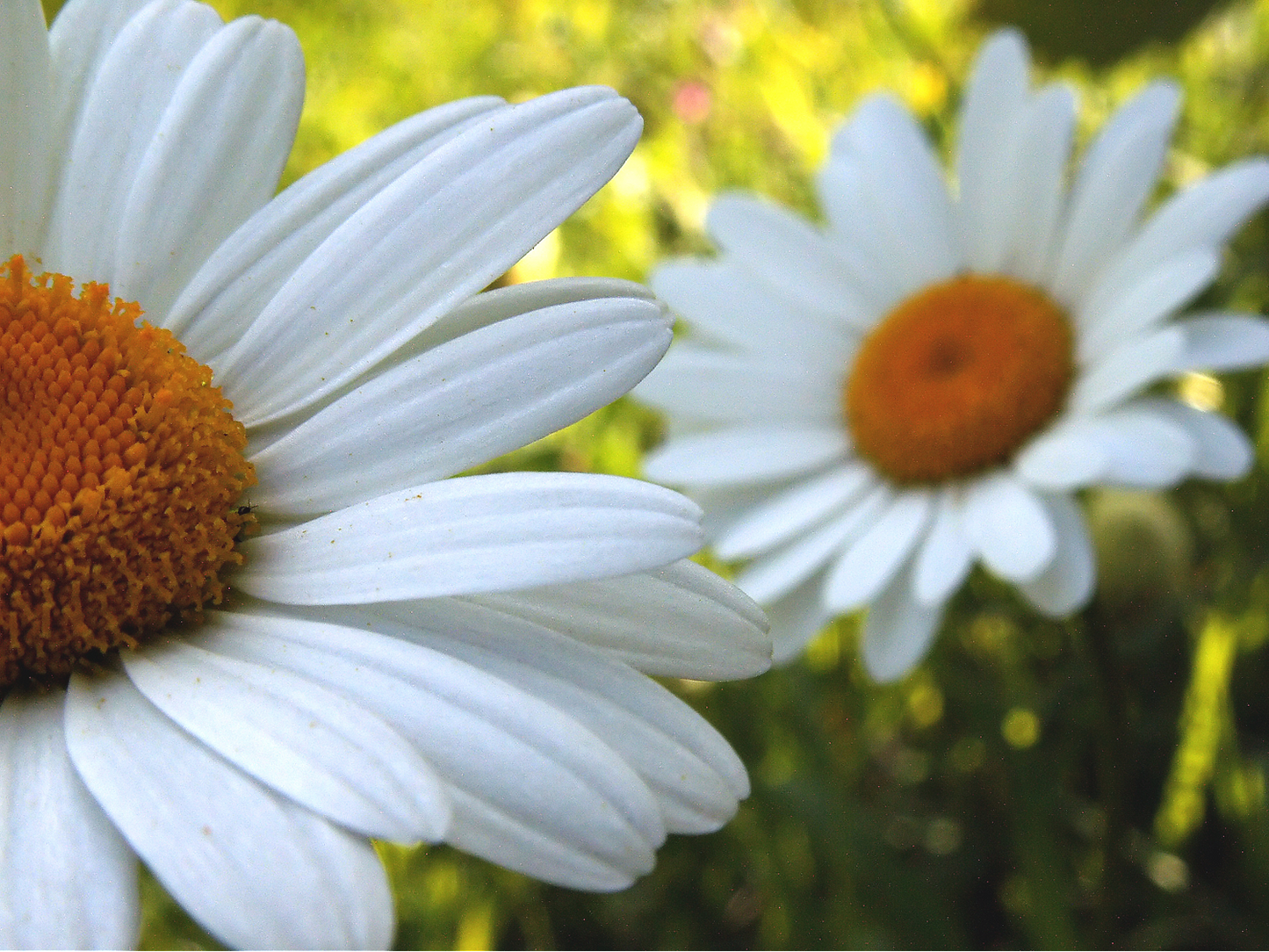 Daisy Ox Eye Seeds (Chrysanthemum leucanthemum)