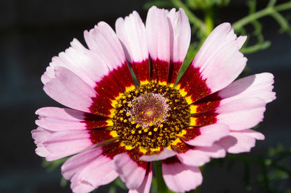 Daisy Painted Seeds (Chrysanthemum carinatum)