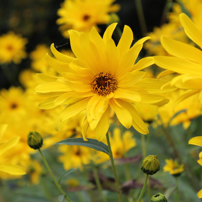 Sunflower Perennial Seeds (Helianthus maximiliani)