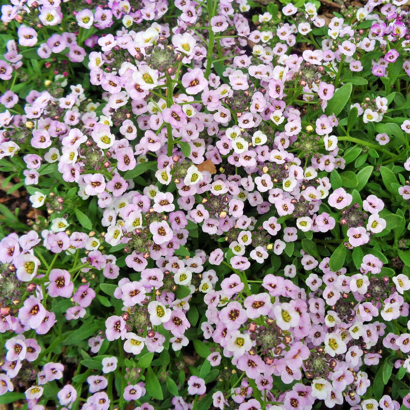 Sweet Alyssum Pink Seeds (Lobularia maritima)