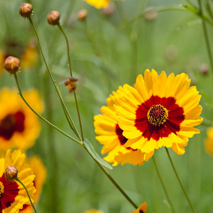 Coreopsis Plains Seeds (Coreopsis tinctoria)