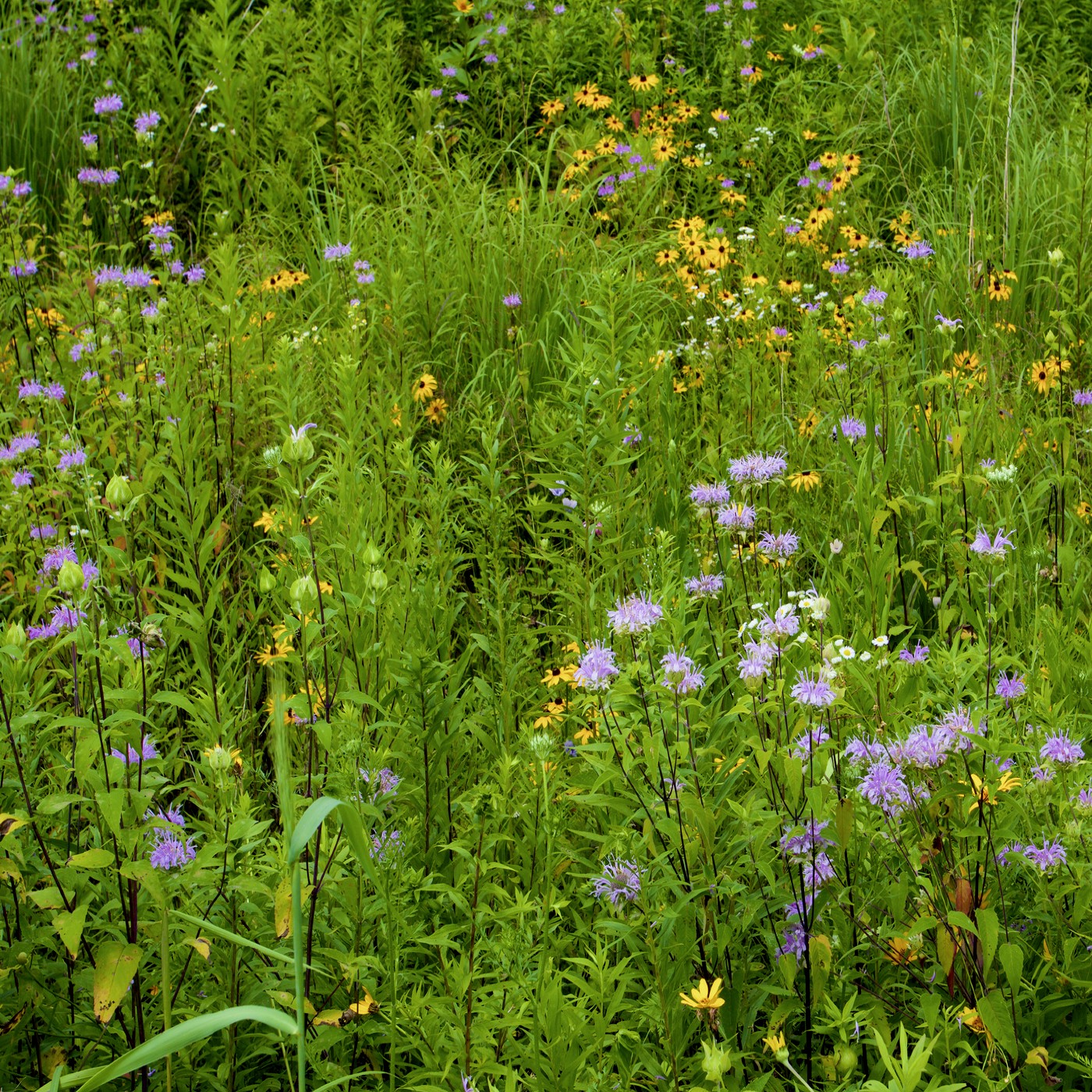 Pollinator Pocket Garden Wildflower Seed Mix