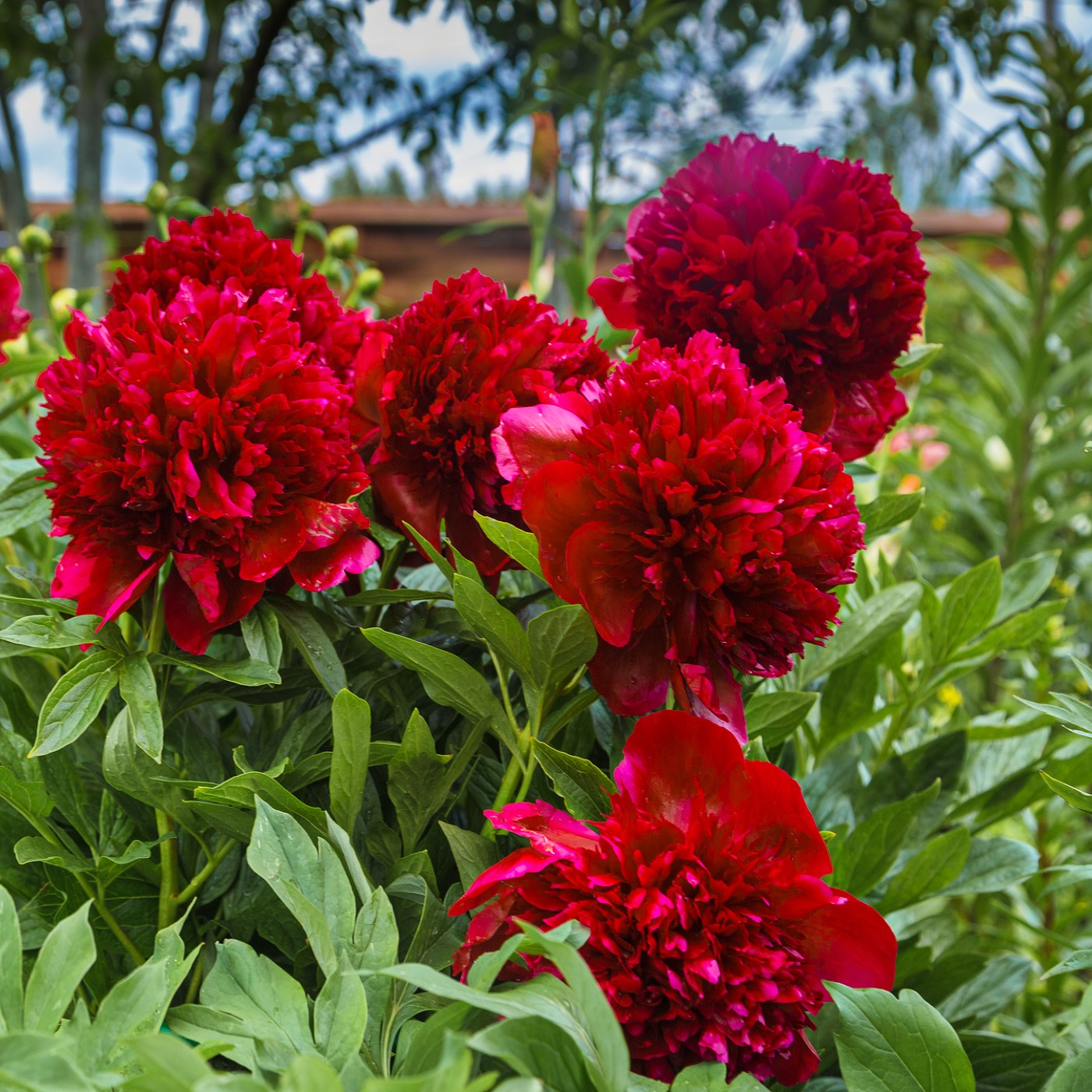 Garden Peony Red Charm