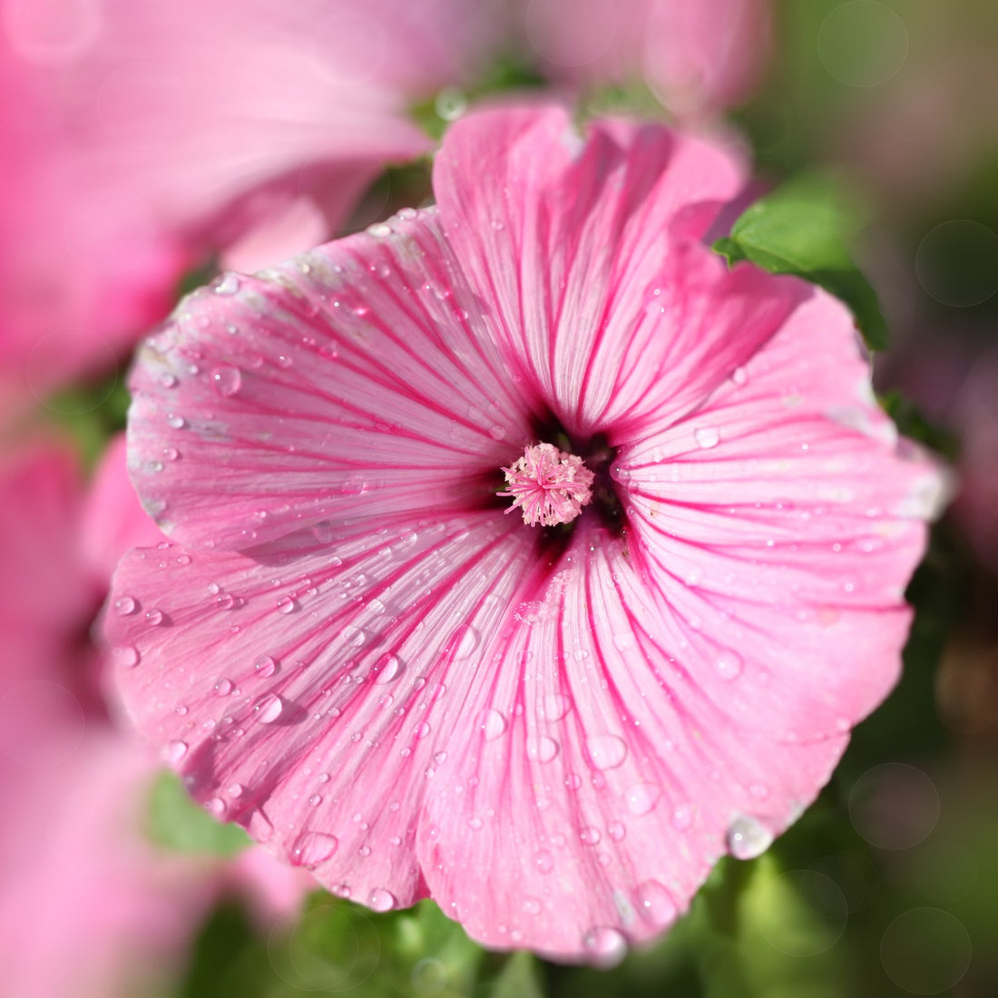 Rose Mallow Seeds (Lavatera trimestris) Vermont Wildflower Farm