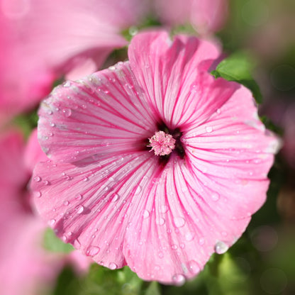 Rose Mallow Seeds (Lavatera trimestris)